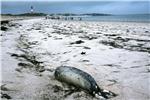 GERMANY ANIMALS DEAD SEALS