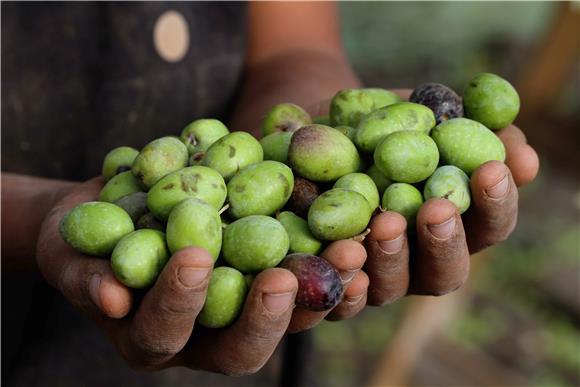 MIDEAST PALESTINIANS ECONOMY OLIVE OIL