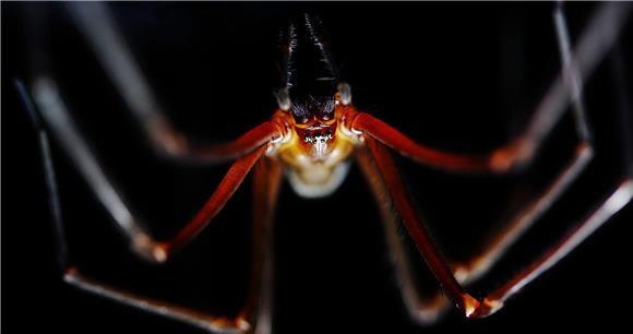 AUSTRALIA TASMANIAN CAVE SPIDER