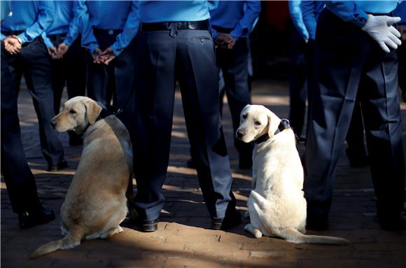 NEPAL DOG WORSHIP DAY 