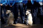 NEPAL DOG WORSHIP DAY 