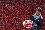 IRAN POMEGRANATE HARVEST