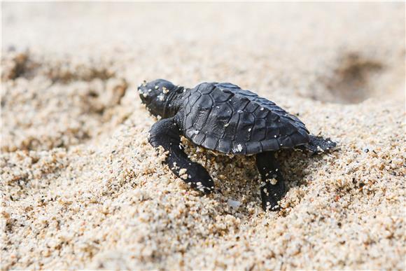 INDONESIA BALI SEA TURTLE RELEASE