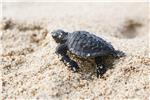 INDONESIA BALI SEA TURTLE RELEASE