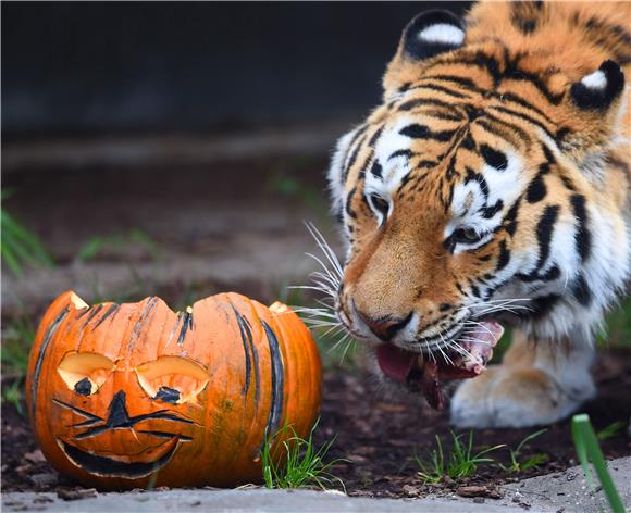 GERMANY HALLOWEEN