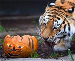 GERMANY HALLOWEEN