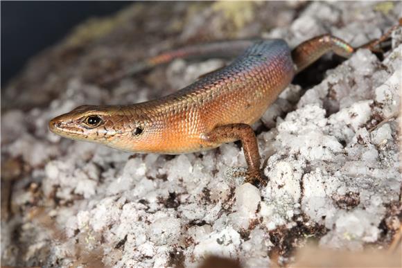 AUSTRALIA NEW LIZARD DISCOVERED