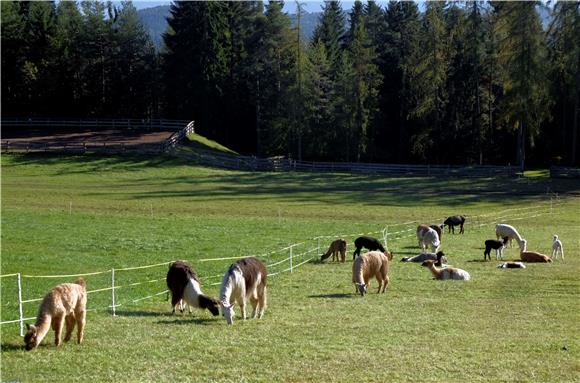 Farma ljama i alpaka