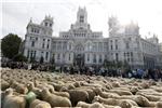 Tisuća ovaca na ulicama Madrida