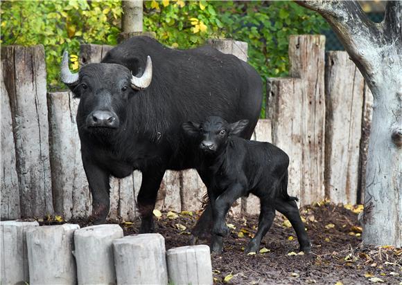 AUSTRIA VIENNA ZOO BUFFALO