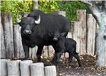 AUSTRIA VIENNA ZOO BUFFALO