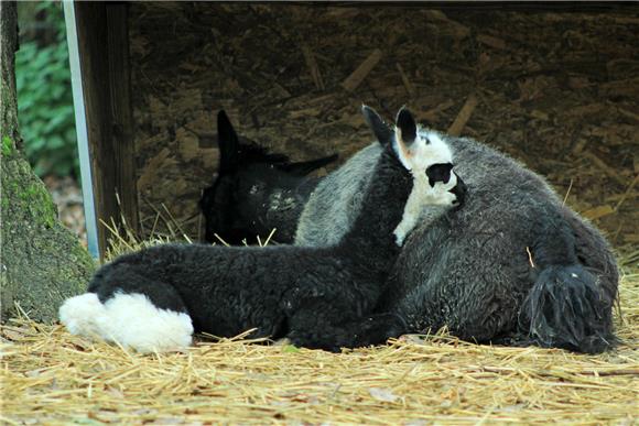 Zagrebački ZOO dobio mladunčad crvenovratog valabija i alpake