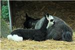 Zagrebački ZOO dobio mladunčad crvenovratog valabija i alpake