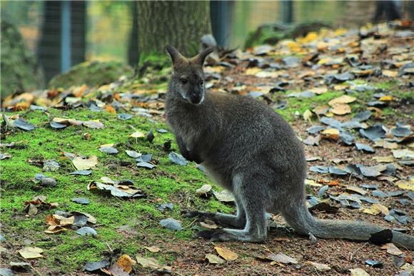 Zagrebački ZOO dobio mladunčad crvenovratog valabija i alpake