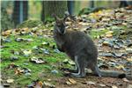 Zagrebački ZOO dobio mladunčad crvenovratog valabija i alpake