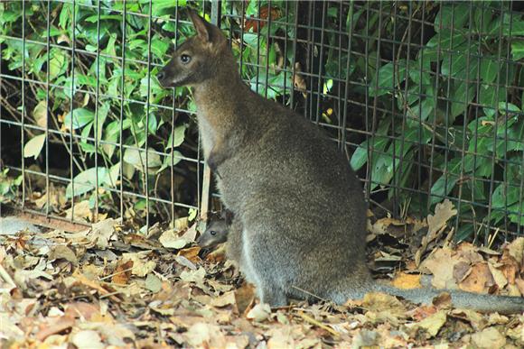 Zagrebački ZOO dobio mladunčad crvenovratog valabija i alpake