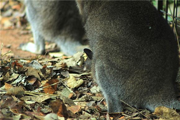 Zagrebački ZOO dobio mladunčad crvenovratog valabija i alpake