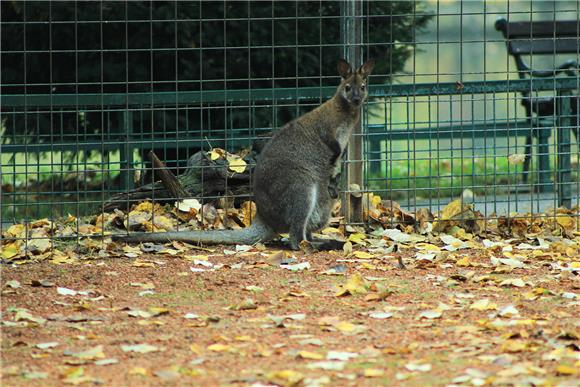 Zagrebački ZOO dobio mladunčad crvenovratog valabija i alpake