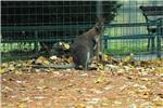 Zagrebački ZOO dobio mladunčad crvenovratog valabija i alpake