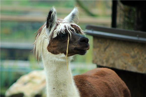 Zagrebački ZOO dobio mladunčad crvenovratog valabija i alpake