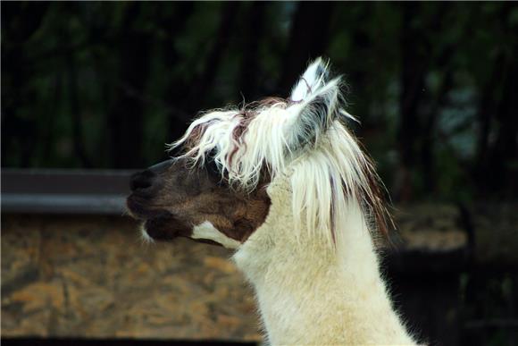 Zagrebački ZOO dobio mladunčad crvenovratog valabija i alpake