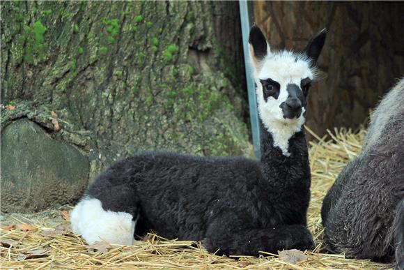 Zagrebački ZOO dobio mladunčad crvenovratog valabija i alpake