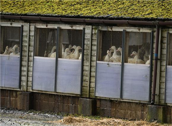 BRITAIN YORKSHIRE BIRD FLU