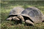 INDIA ZOO ANIMAL 