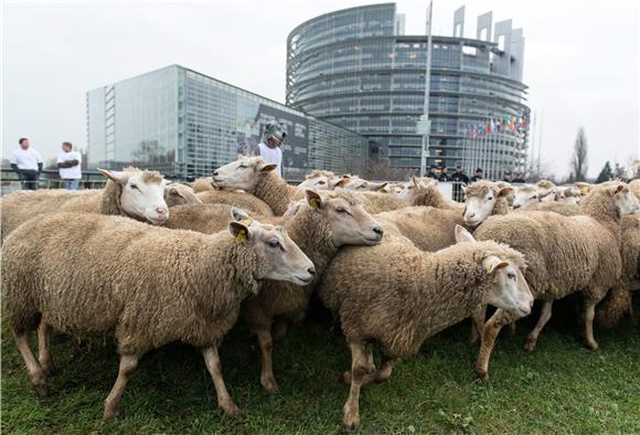 EU PARLIAMENT SHEPHERDS PROTEST