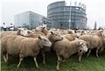 EU PARLIAMENT SHEPHERDS PROTEST