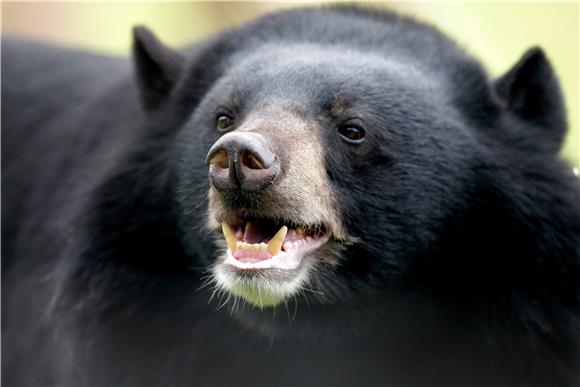 VIETNAM BEAR RESCUE SANCTUARY 