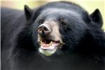 VIETNAM BEAR RESCUE SANCTUARY 