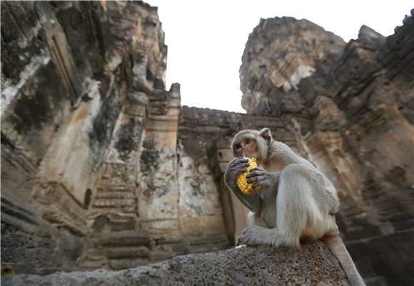 THAILAND MONKEYS