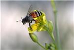 THAILAND ASIAN HONEY BEES