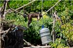 Zoolimpijada u zagrebačkom ZOO-u od 2. do 11. siječnja