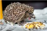 GERMANY ANIMALS HEDGEHOG