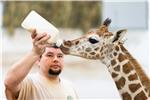 HUNGARY GIRAFFE BABY BOTTLE-FED