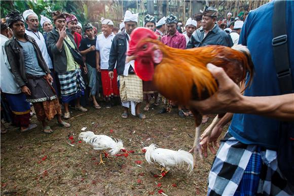 INDONESIA BALI COCKFIGHTING