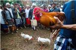 INDONESIA BALI COCKFIGHTING