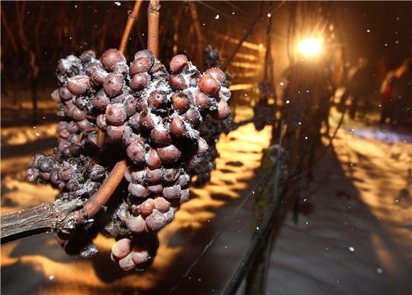 GERMANY ICE WINE HARVEST