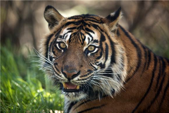 MIDEAST JERUSALEM ZOO