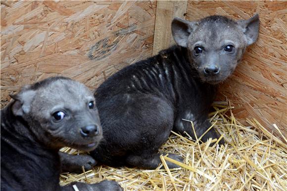 HUNGARY ANIMALS SPOTTED HYENA CUBS