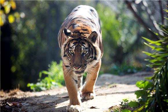 MIDEAST JERUSALEM ZOO