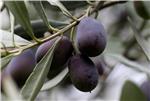 GREECE FEATURE PACKAGE OLIVE OIL