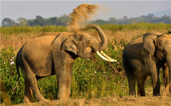 INDIA KAZIRANGA NATIONAL PARK