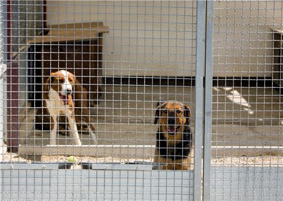 Udruga: Apsurdno zabraniti psu da laje; skrbnik mu treba osigurati uvjete