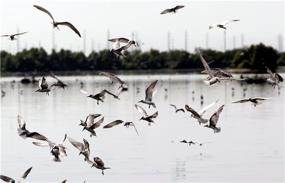 PHILIPPINES MIGRATORY BIRDS