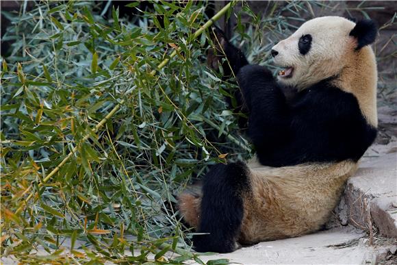 CHINA ZOO PANDA