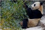 CHINA ZOO PANDA