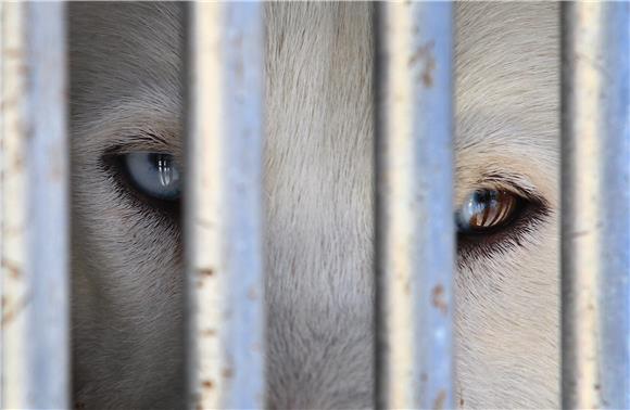 GERMANY ANIMALS SLED DOG RACE